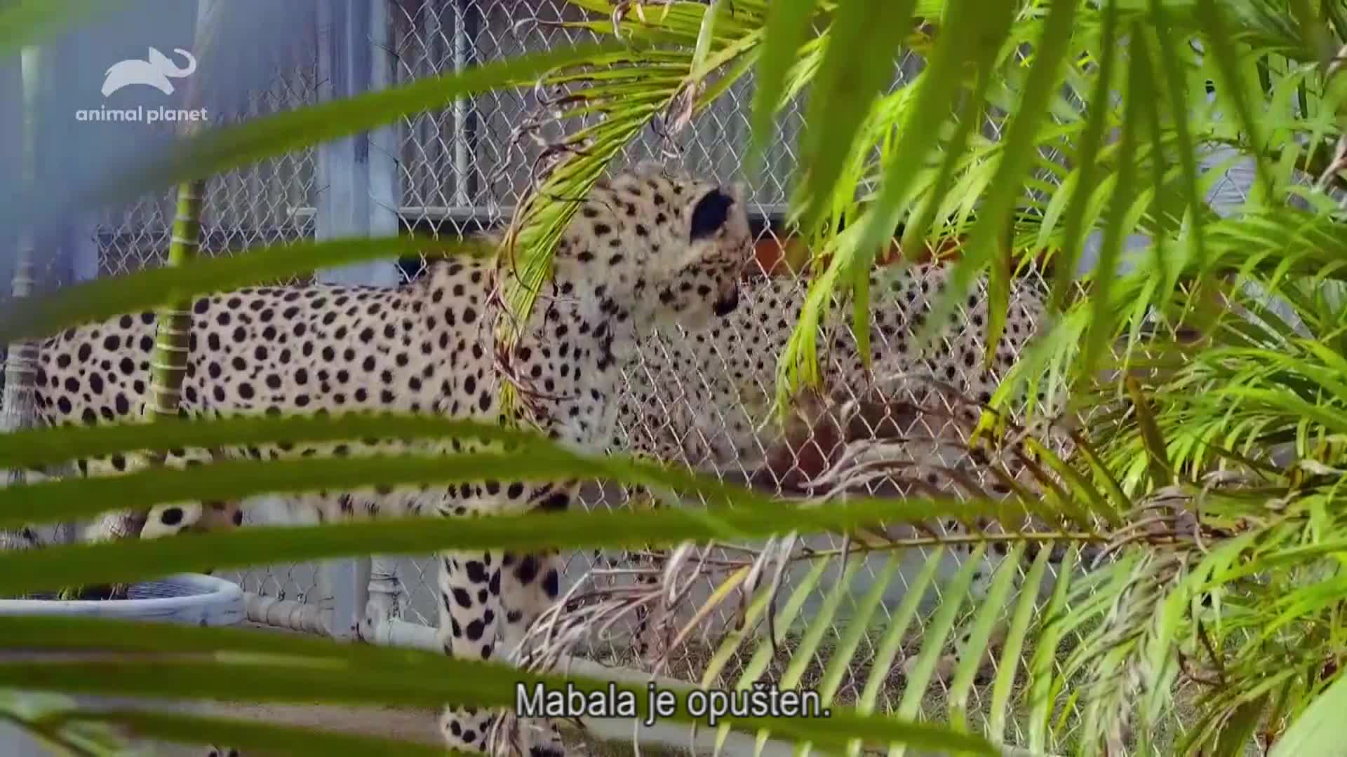 AnimalPlanet