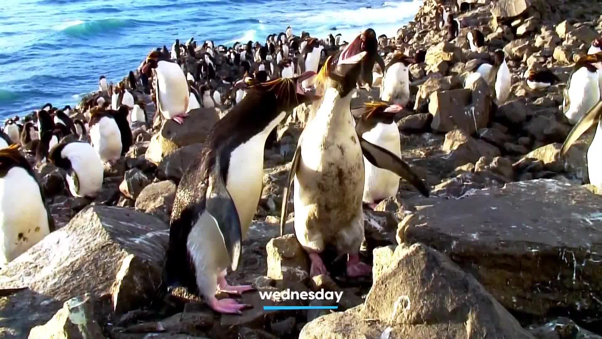 AnimalPlanet