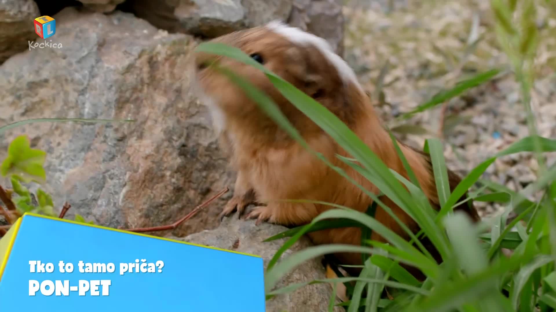 RTLKockica