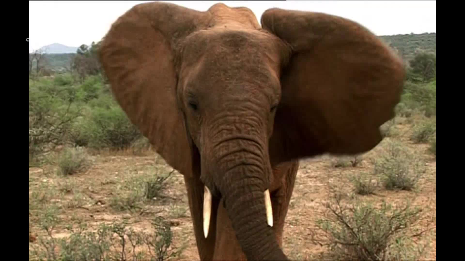 AnimalPlanet