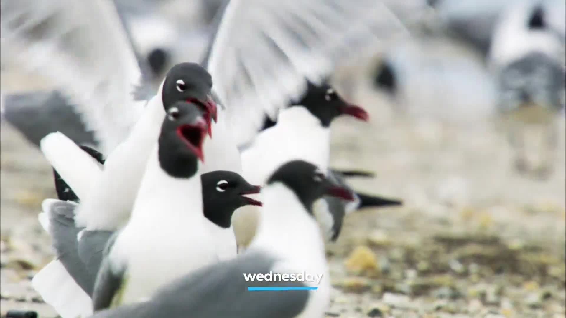 AnimalPlanet