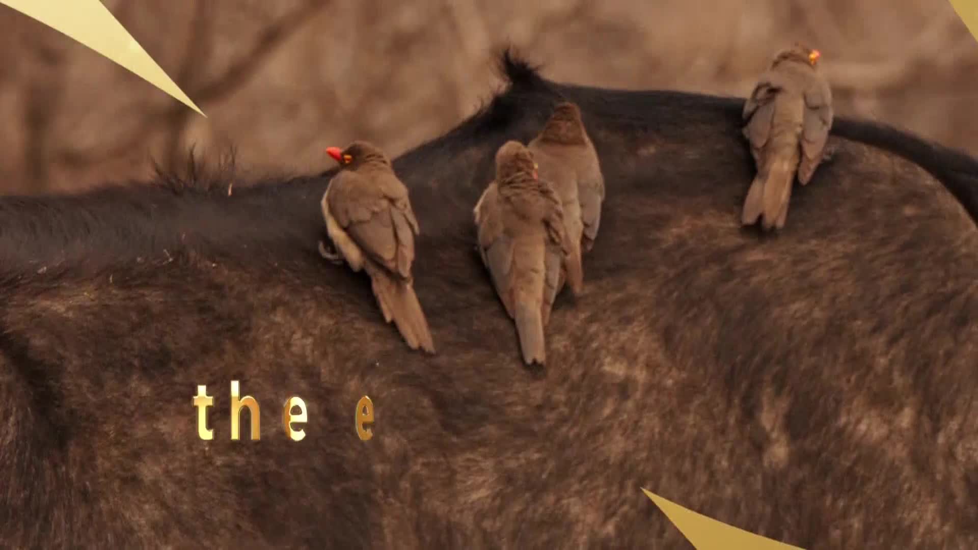AnimalPlanet