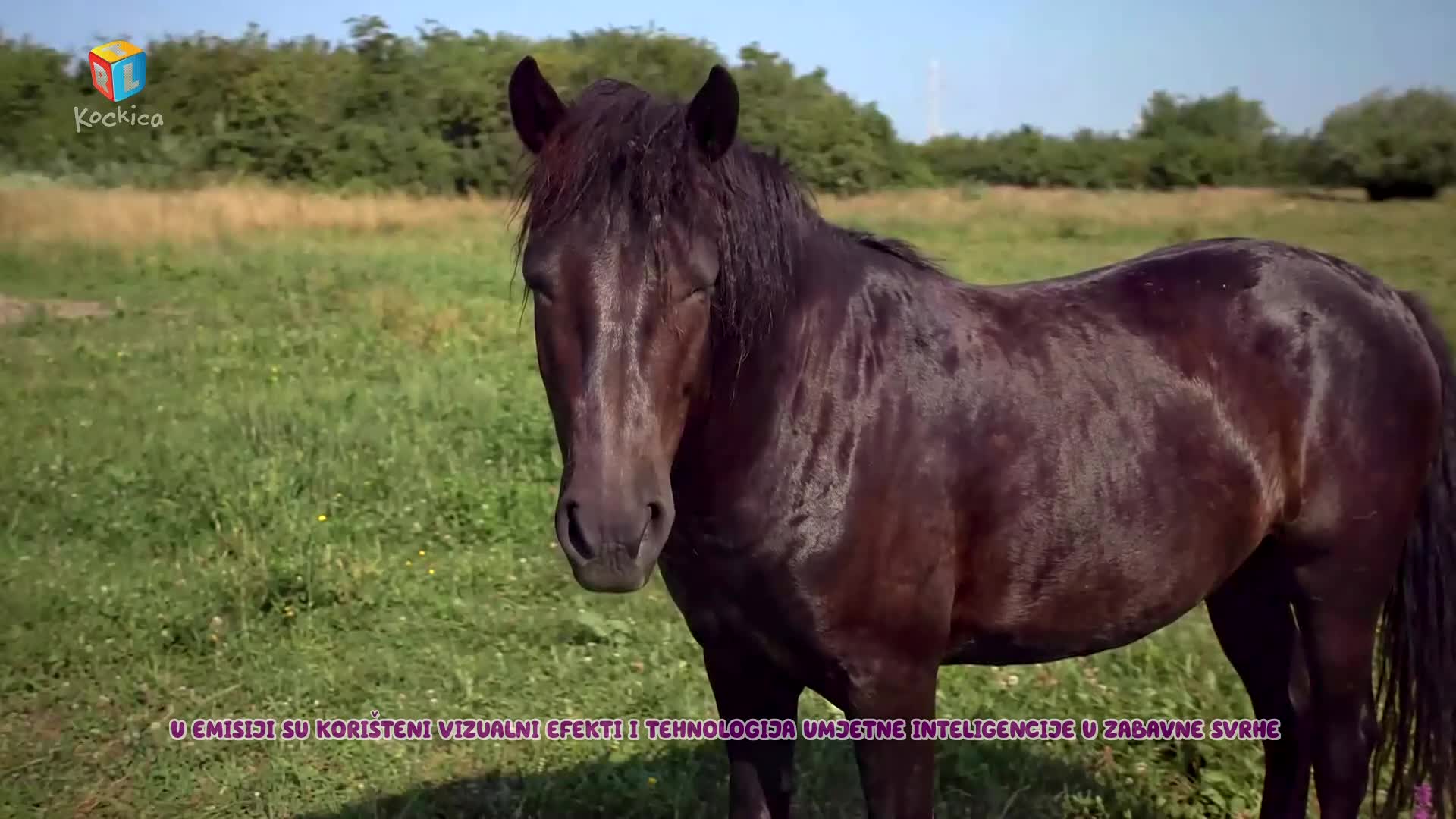 RTLKockica