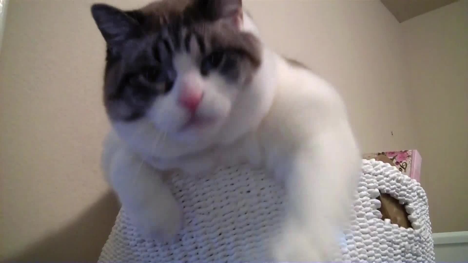 AnimalPlanet