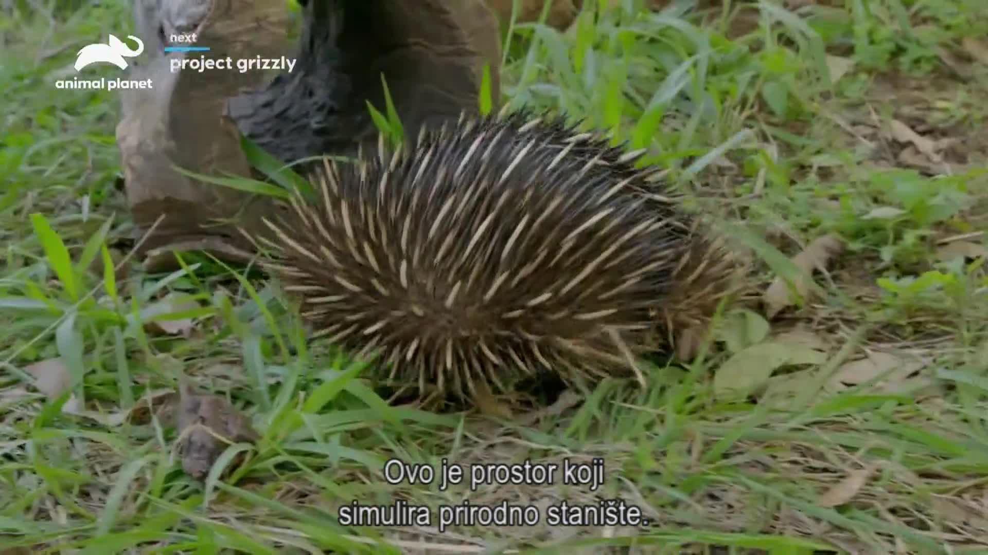 AnimalPlanet