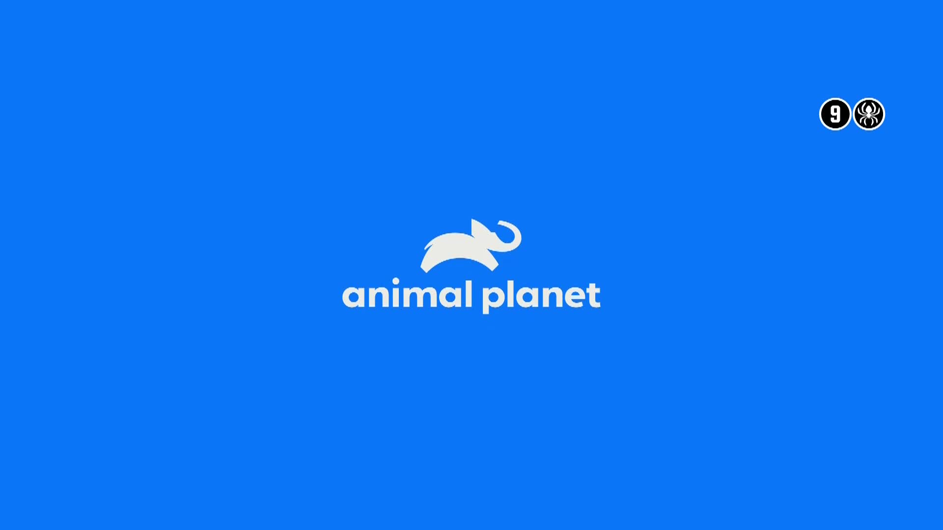 AnimalPlanet