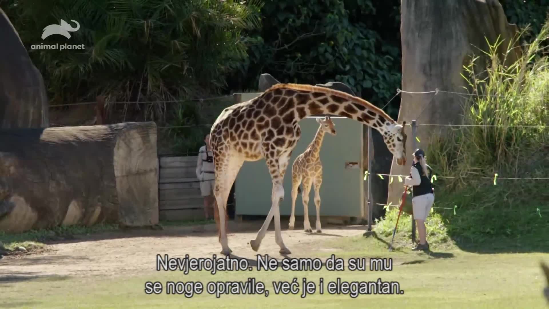 AnimalPlanet