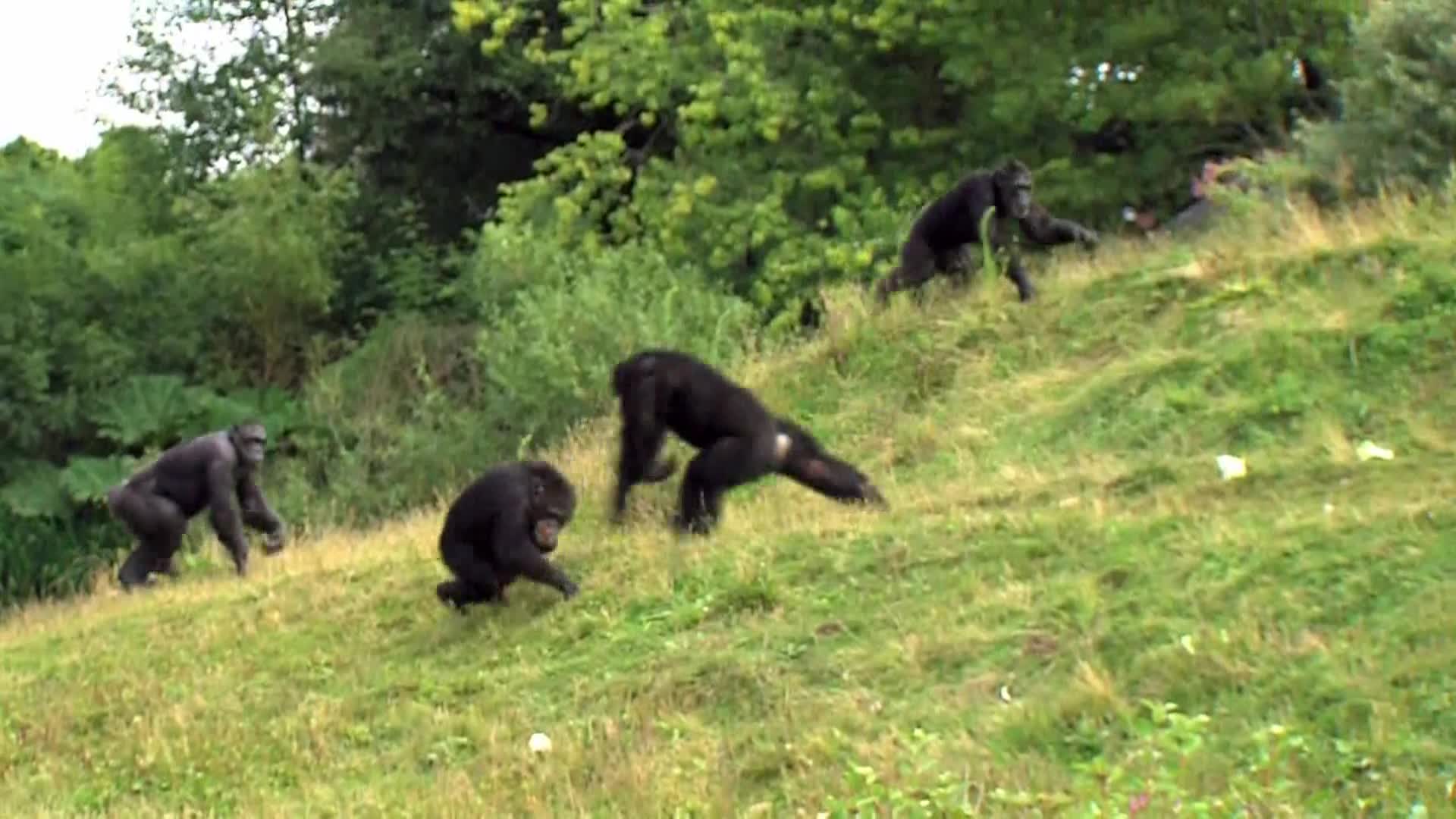 AnimalPlanet