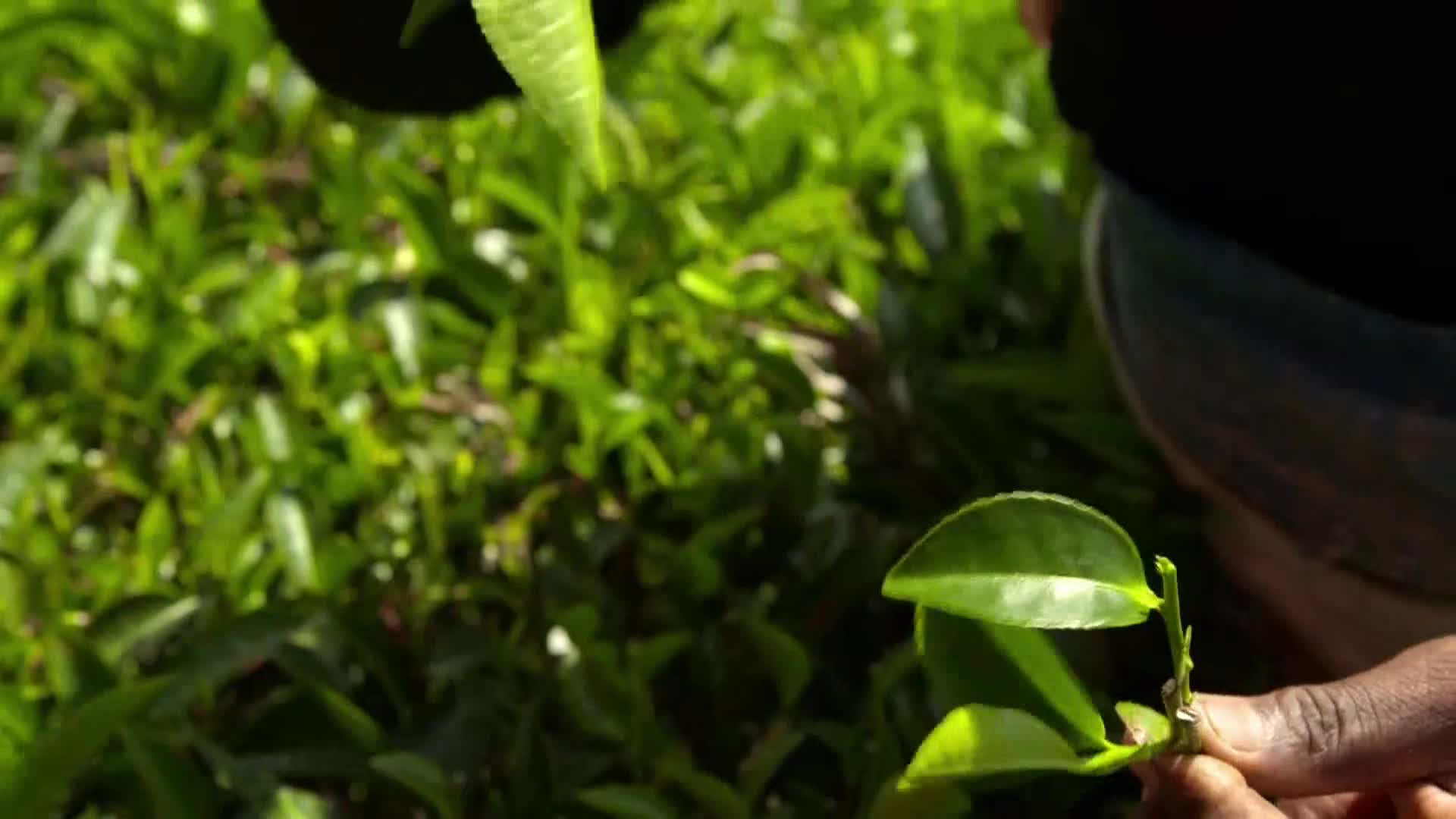 AnimalPlanet