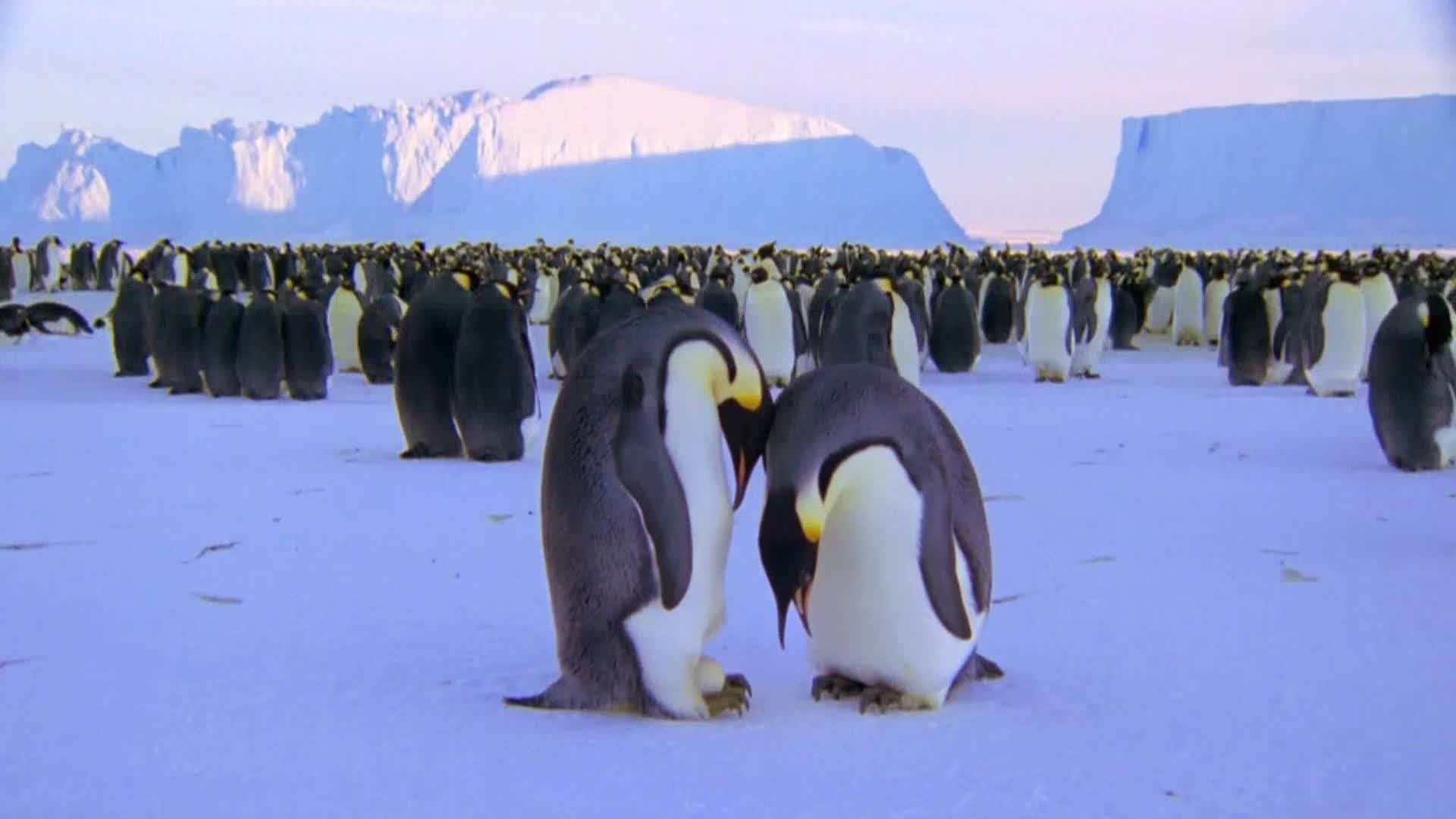 AnimalPlanet