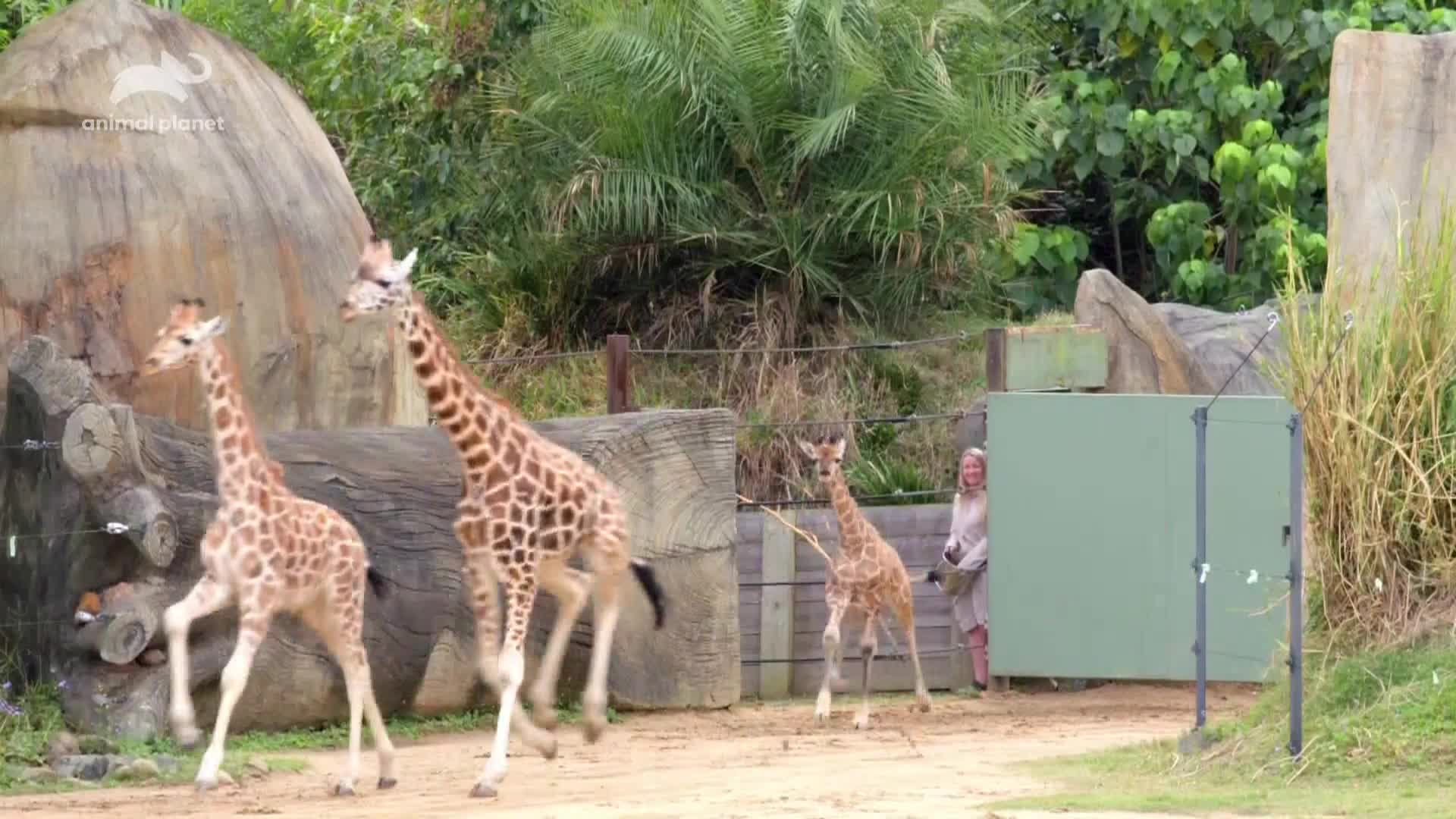 AnimalPlanet