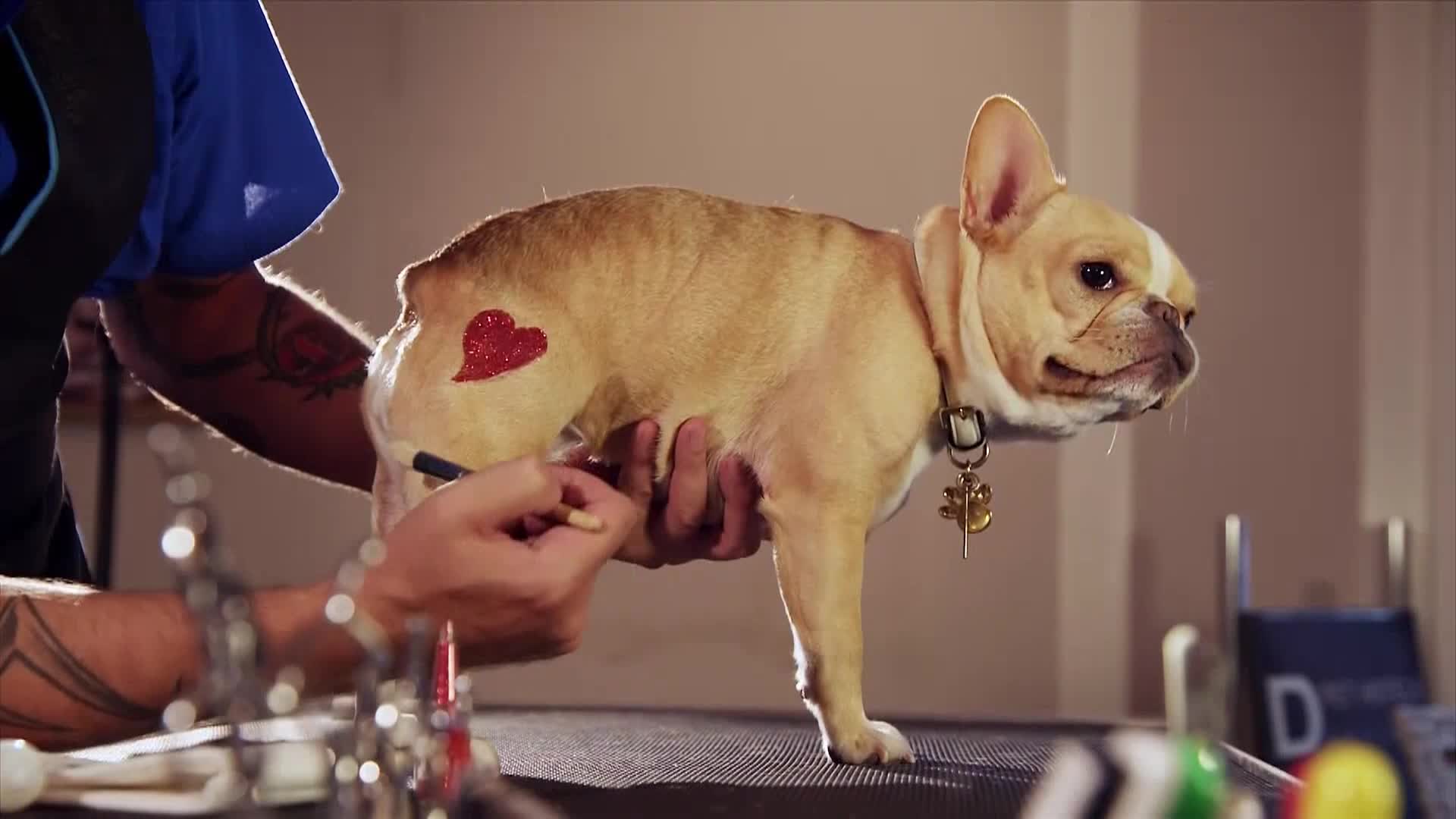 AnimalPlanet