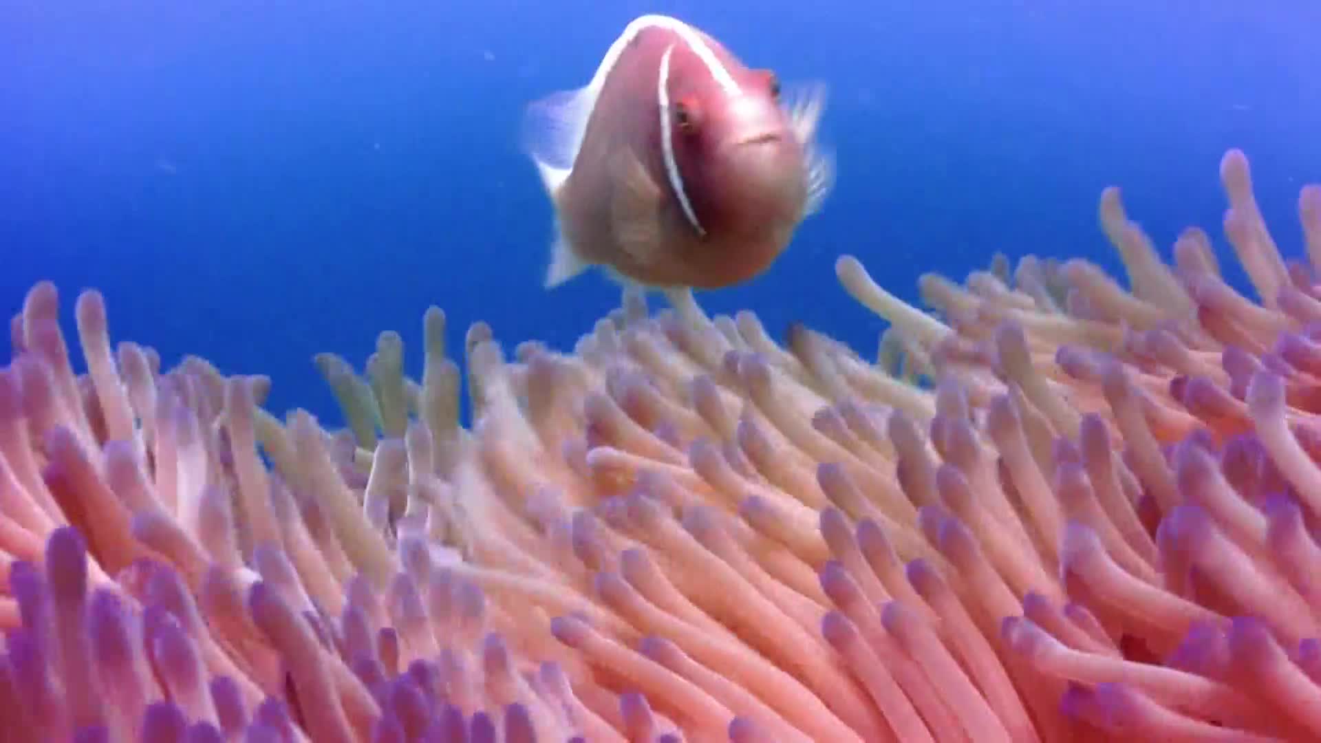 AnimalPlanet