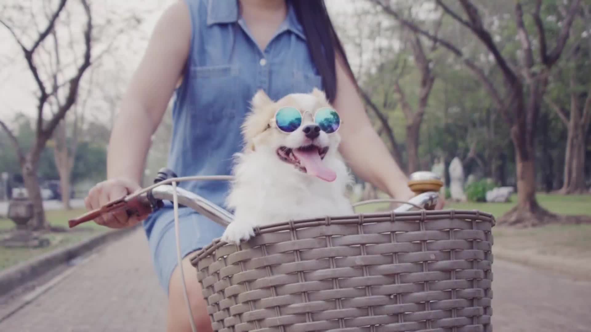 AnimalPlanet