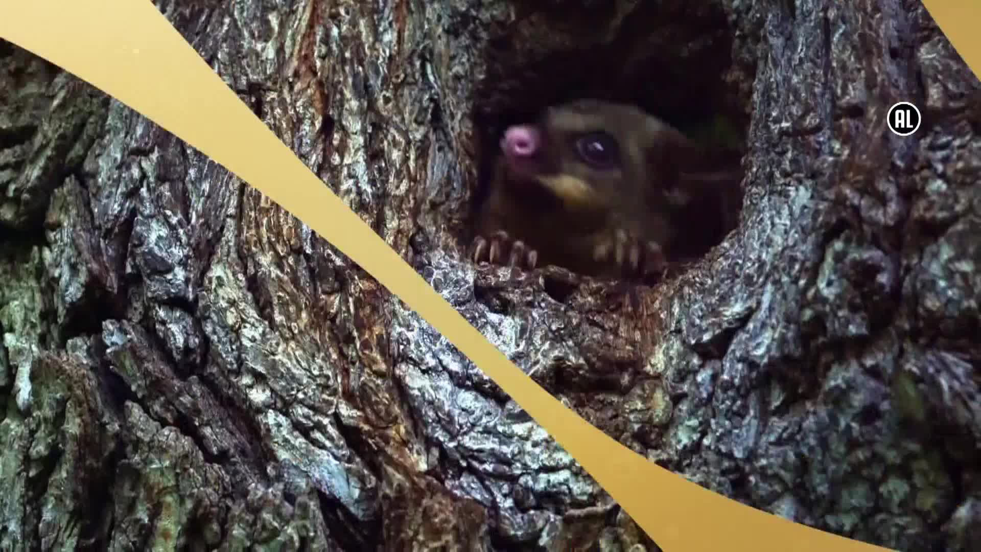 AnimalPlanet