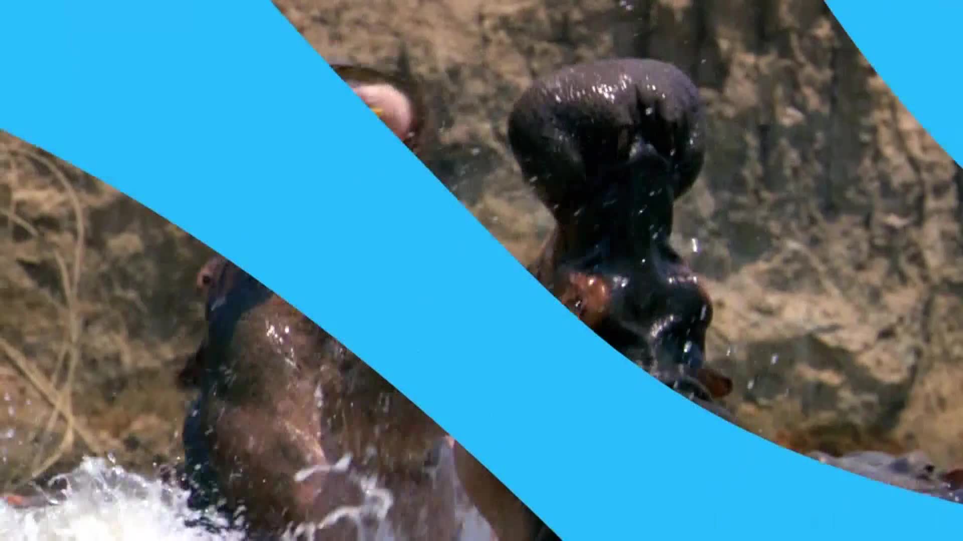 AnimalPlanet