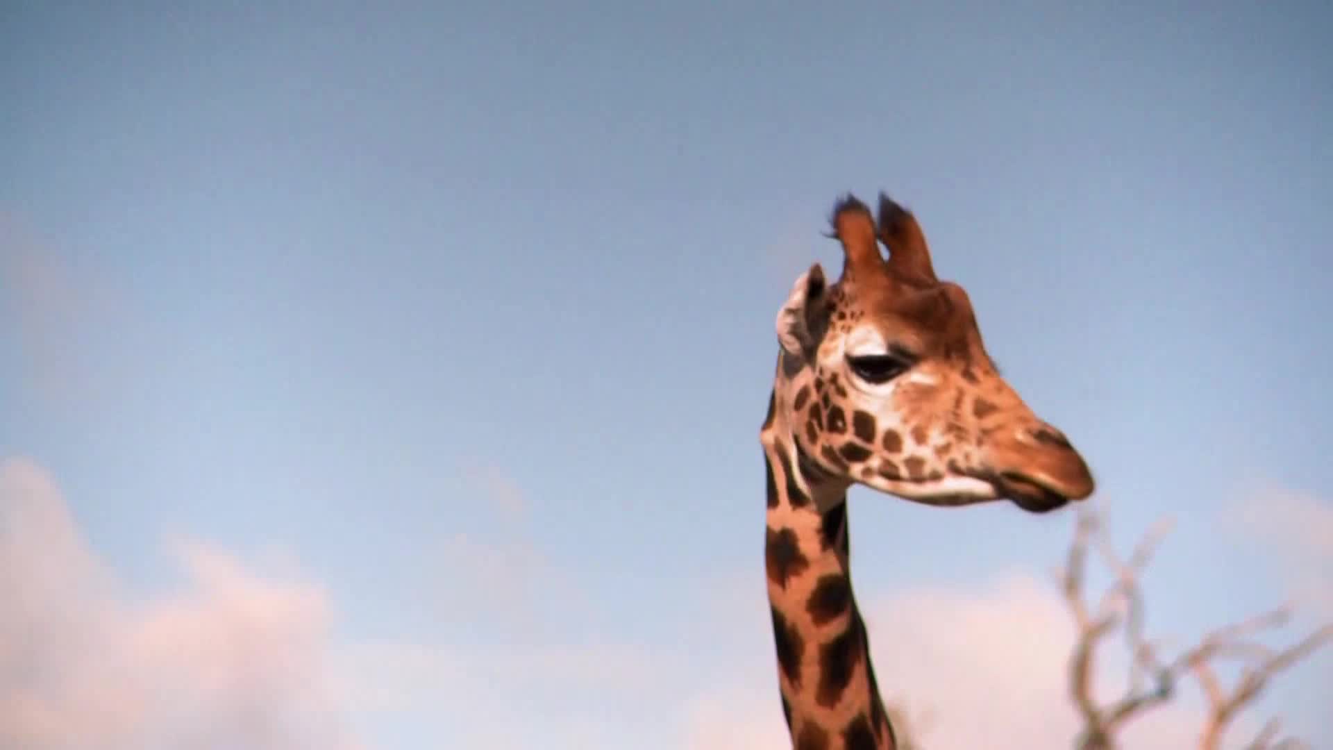 AnimalPlanet