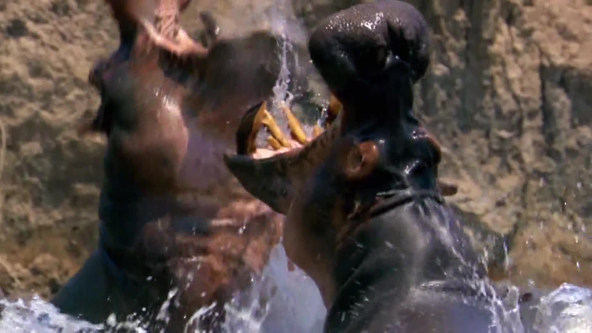 AnimalPlanet