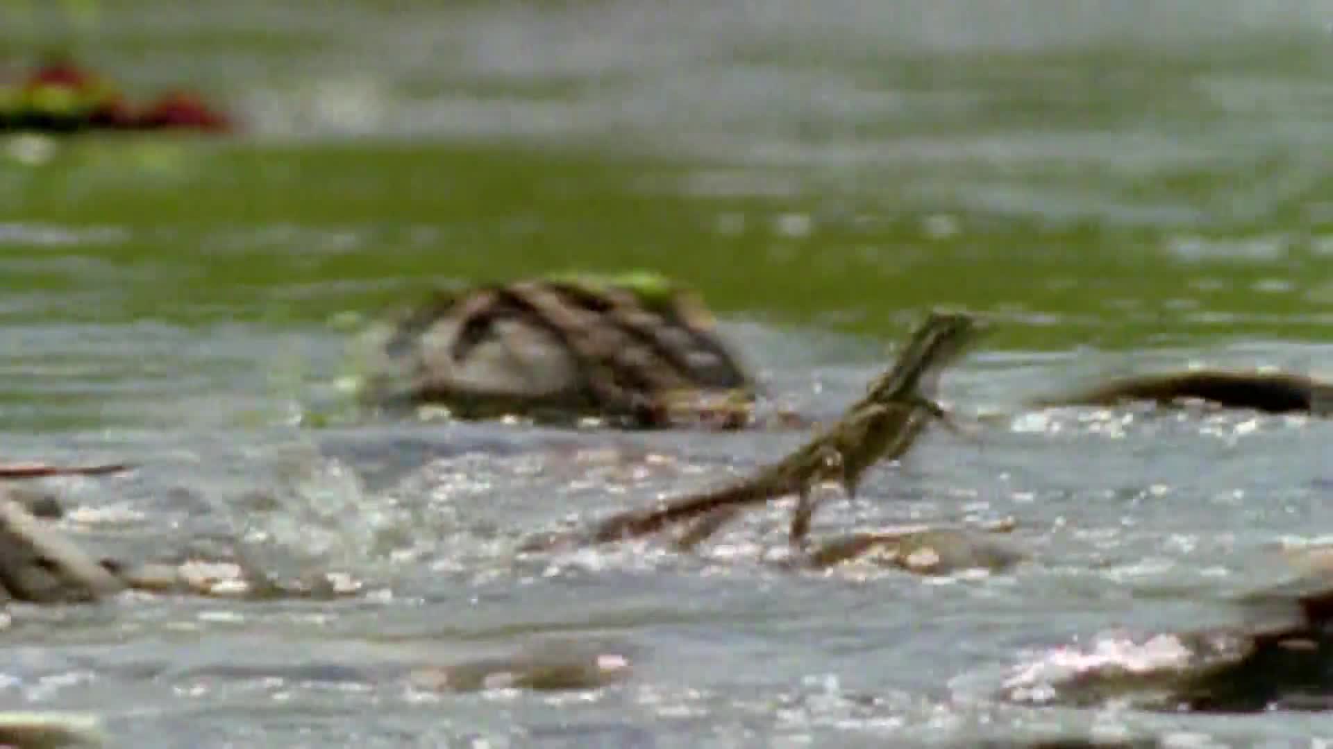 AnimalPlanet