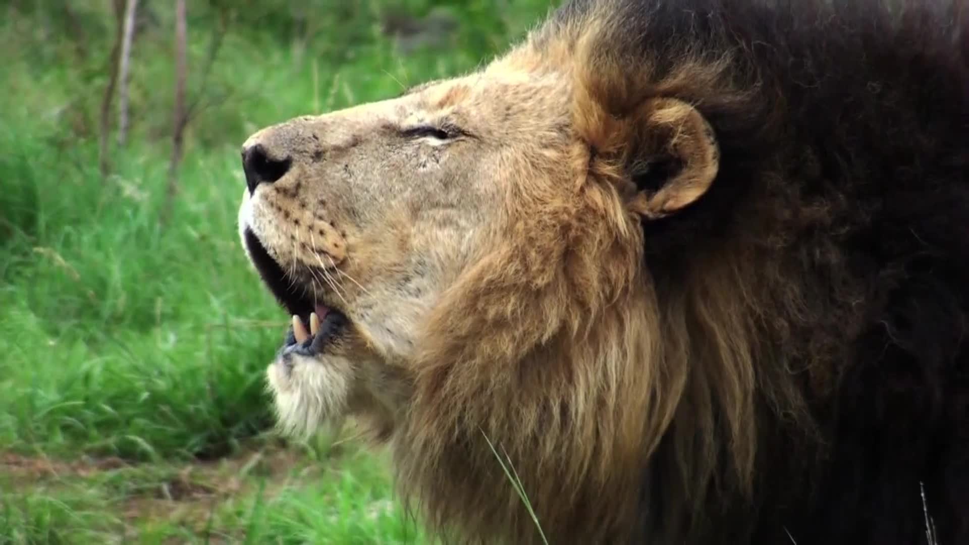 AnimalPlanet