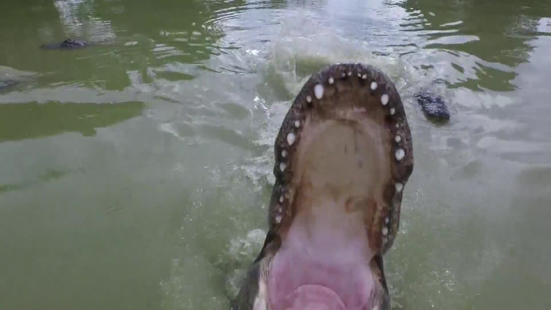 AnimalPlanet