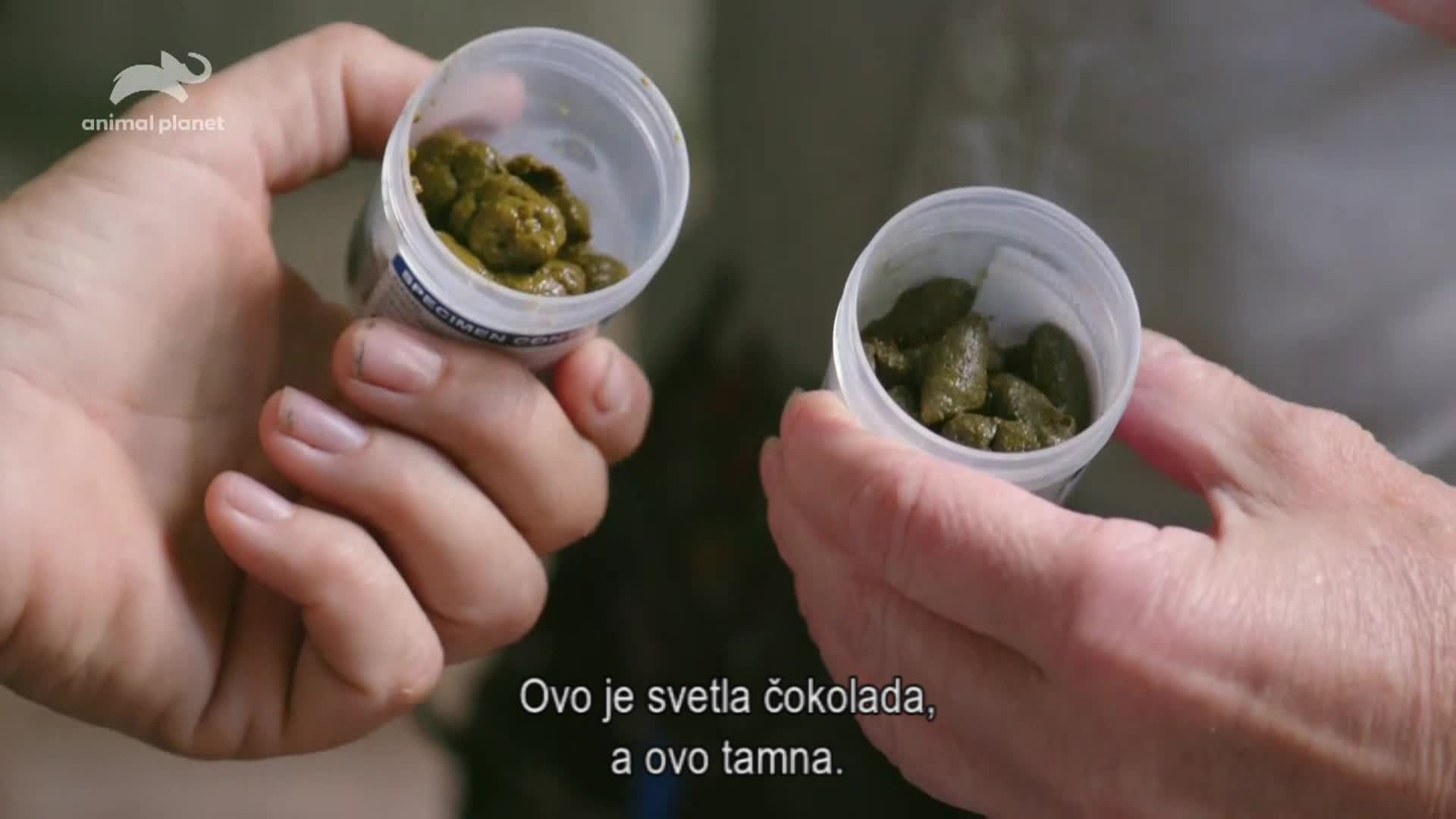 AnimalPlanet