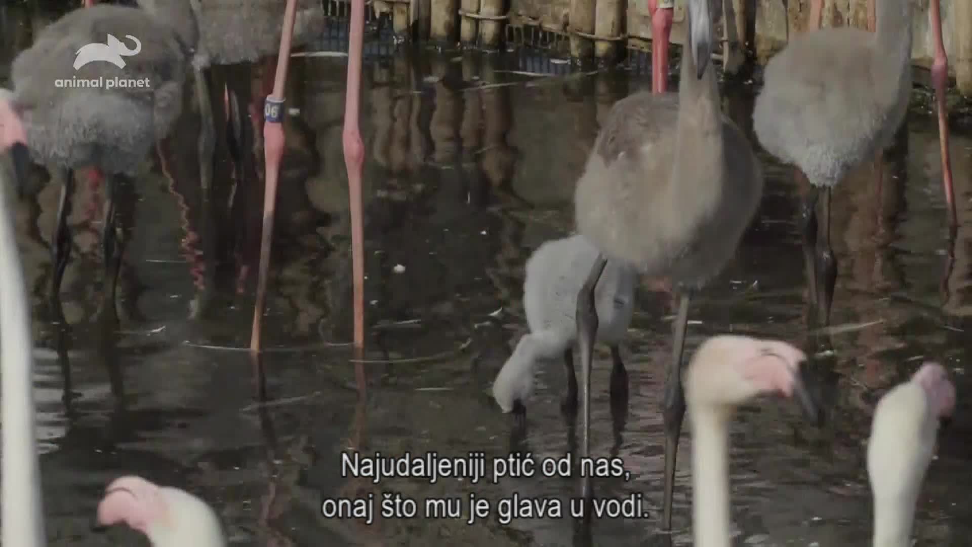 AnimalPlanet