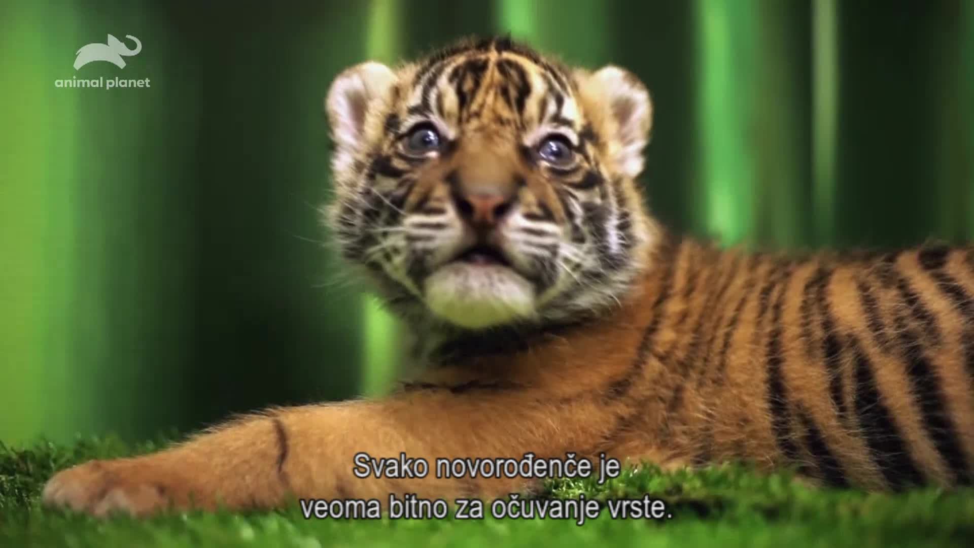 AnimalPlanet