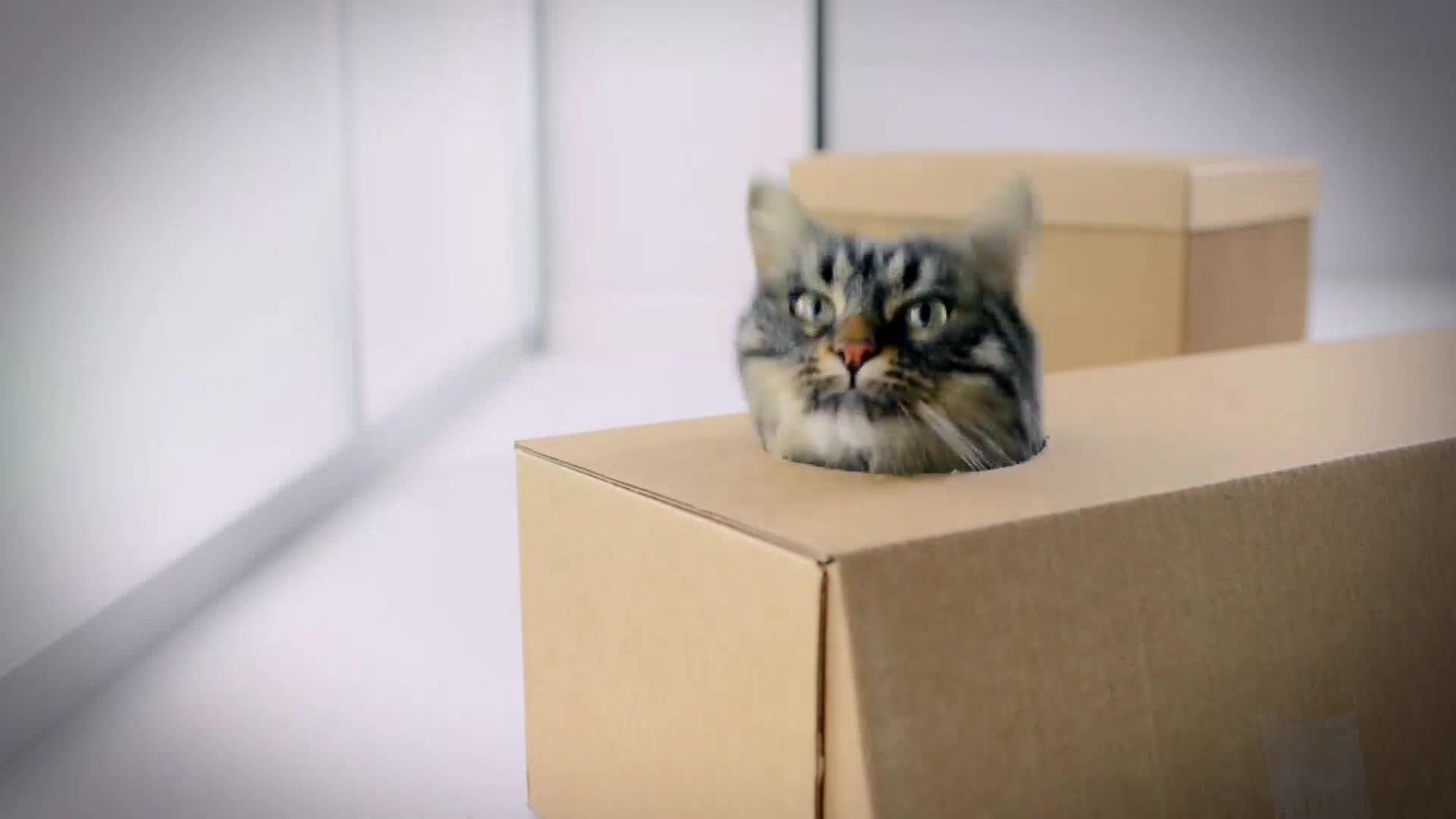 AnimalPlanet