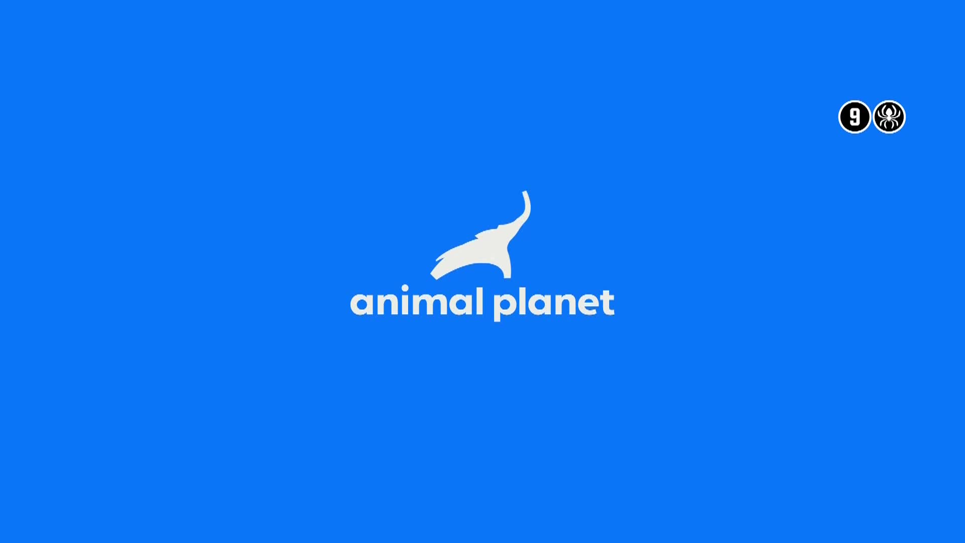 AnimalPlanet