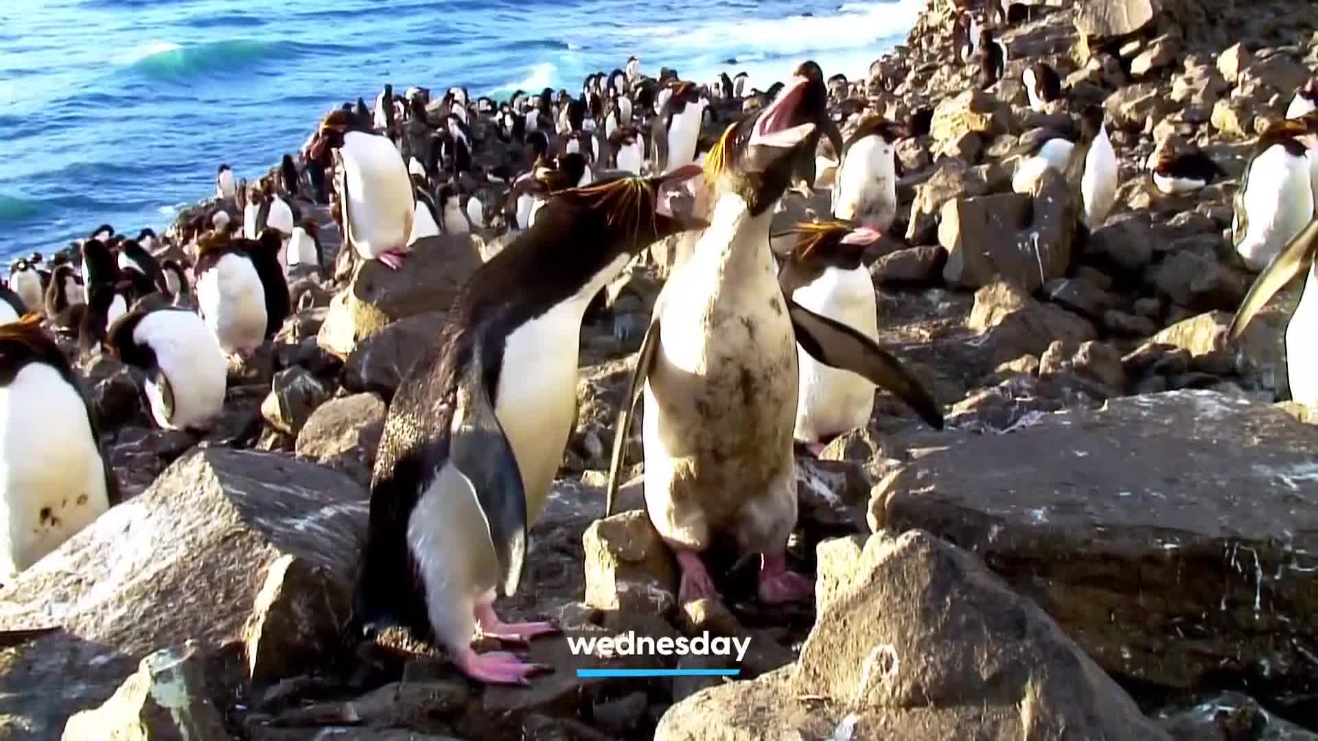 AnimalPlanet