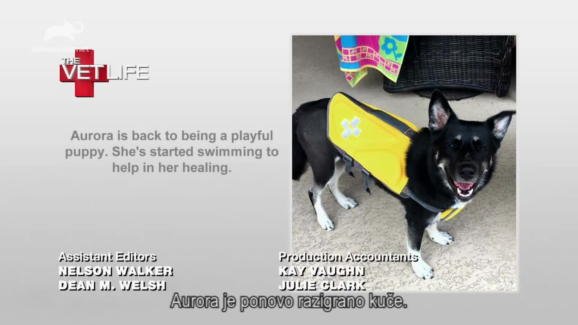 AnimalPlanet