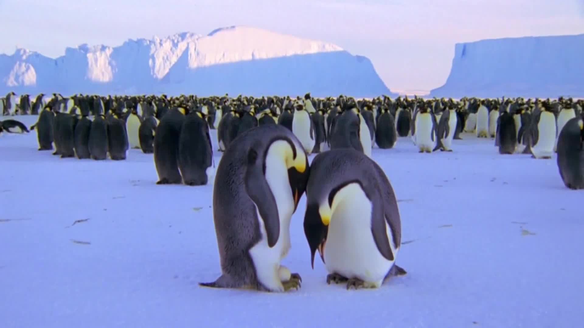 AnimalPlanet