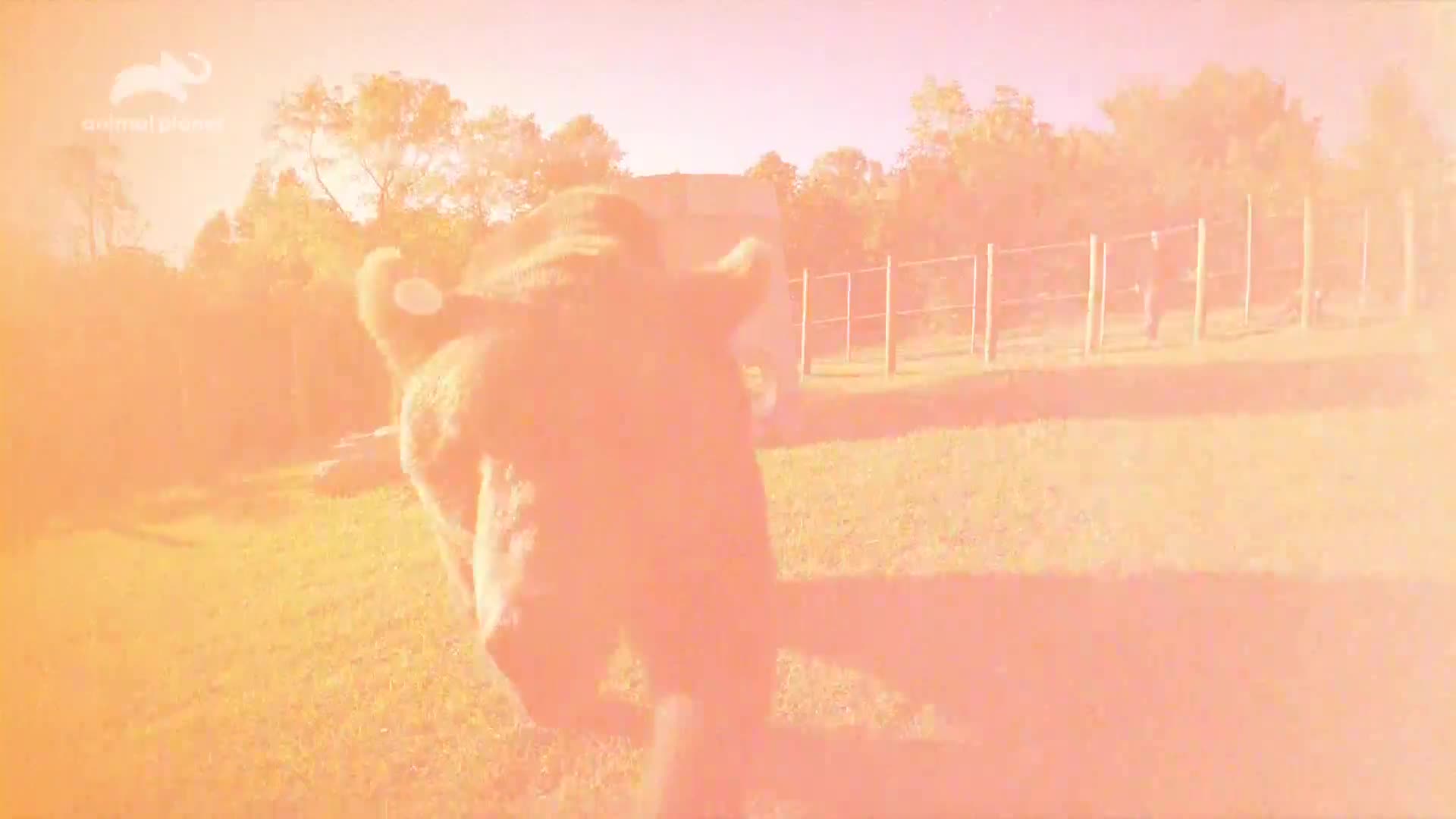 AnimalPlanet