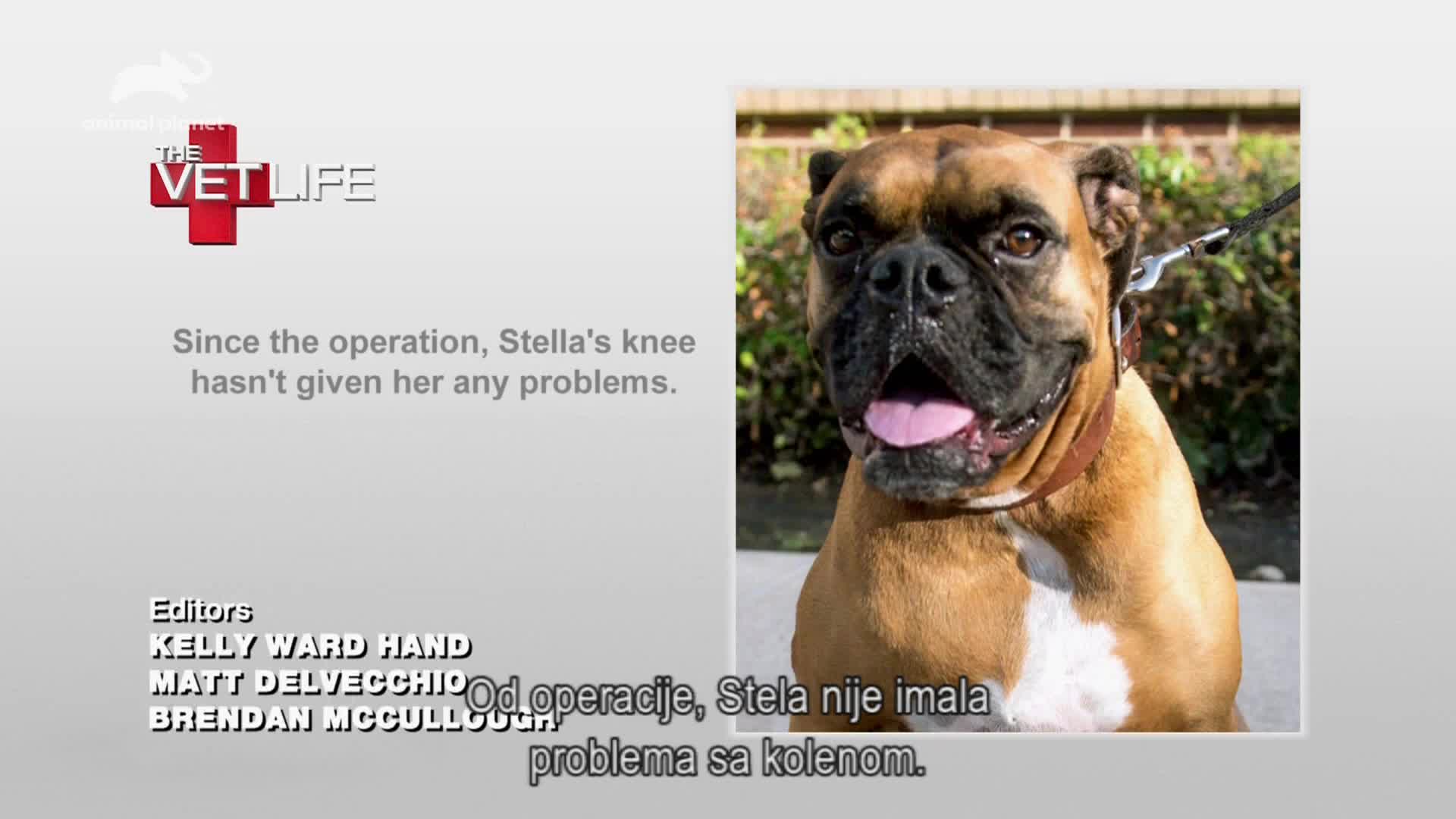 AnimalPlanet