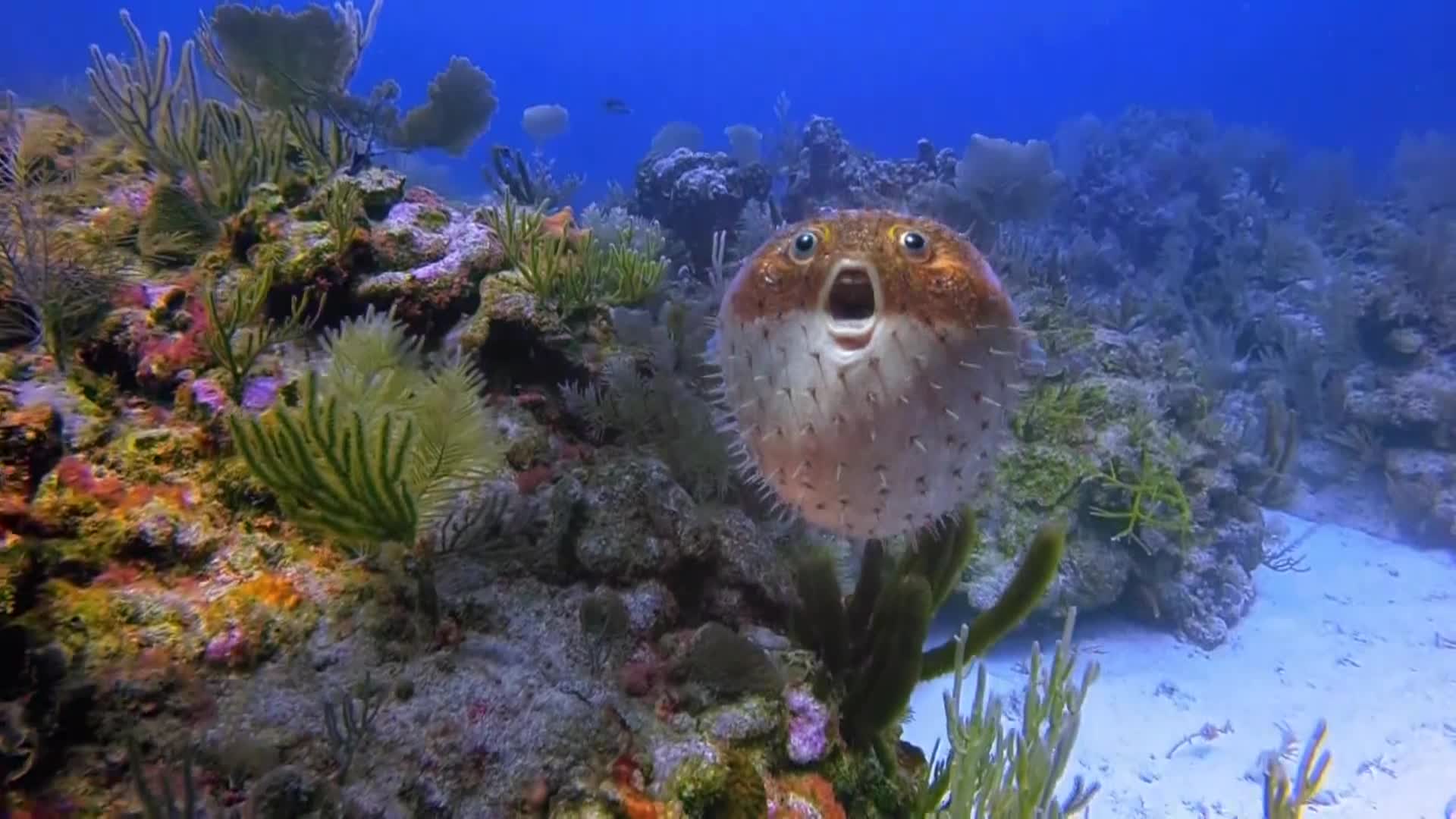 AnimalPlanet