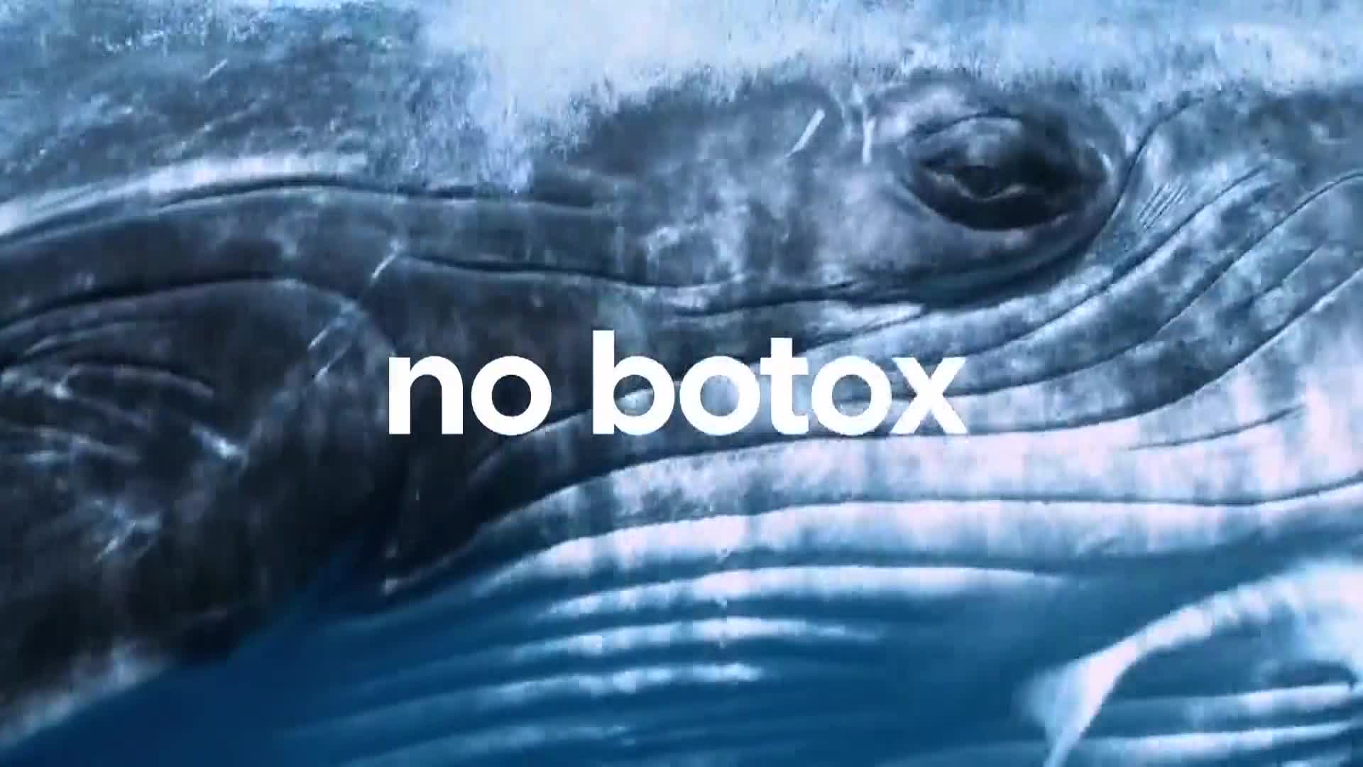 AnimalPlanet