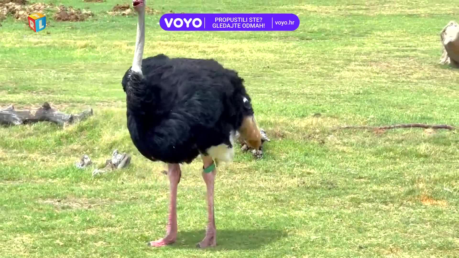 RTLKockica