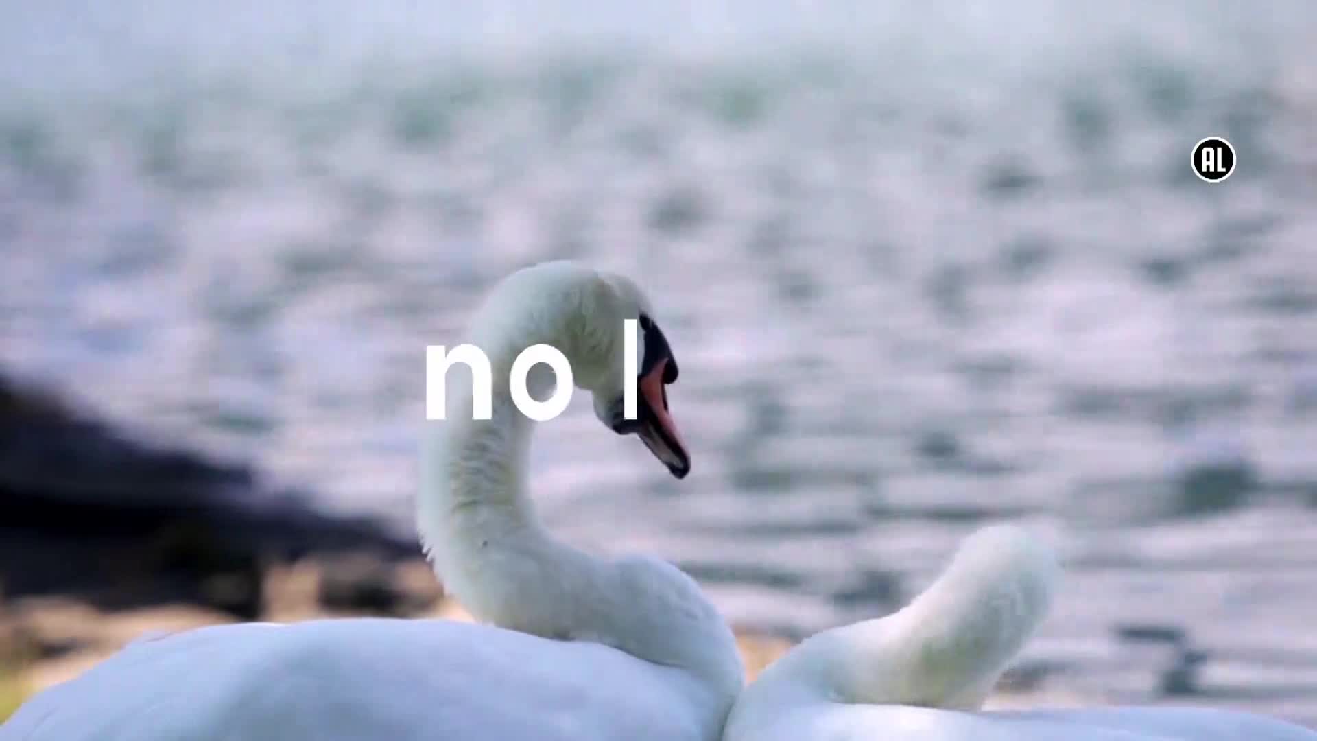 AnimalPlanet