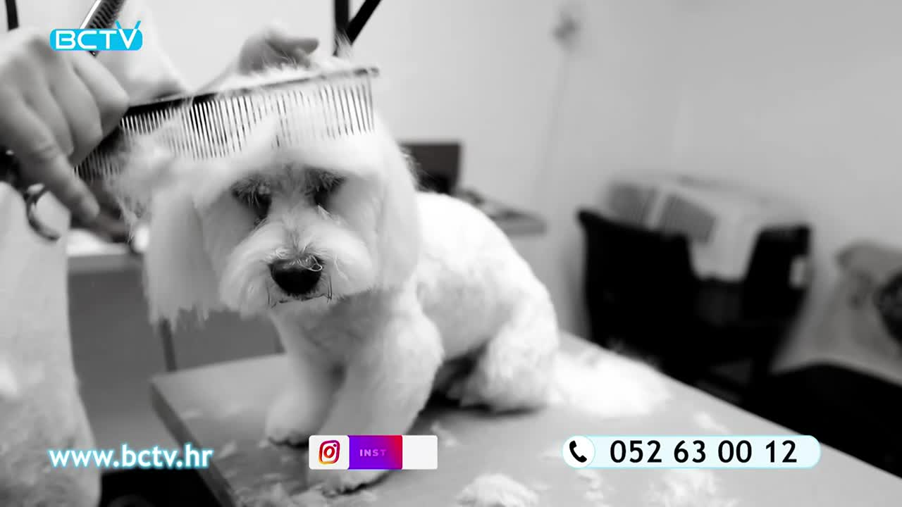 DomaTV