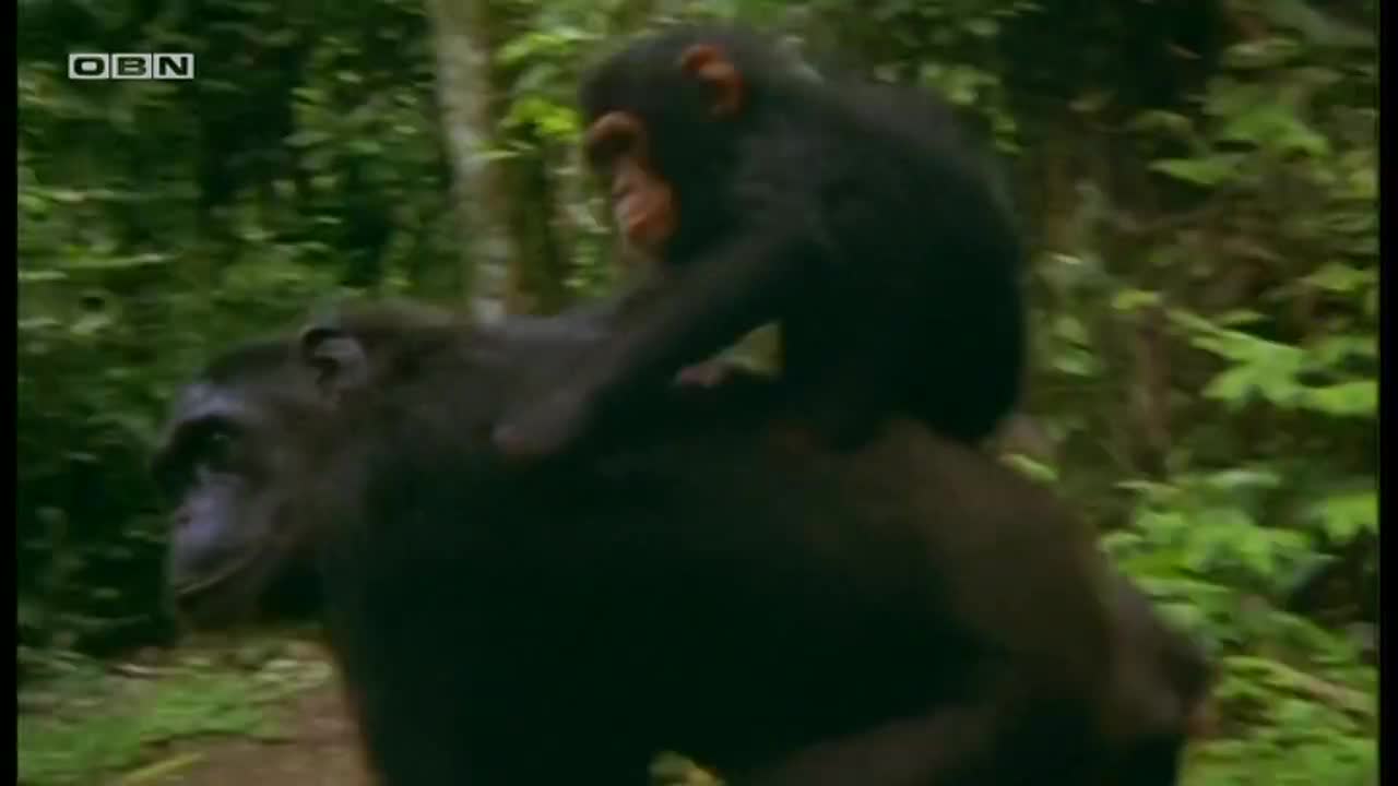 obn