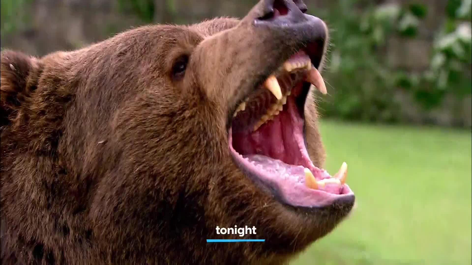 AnimalPlanet