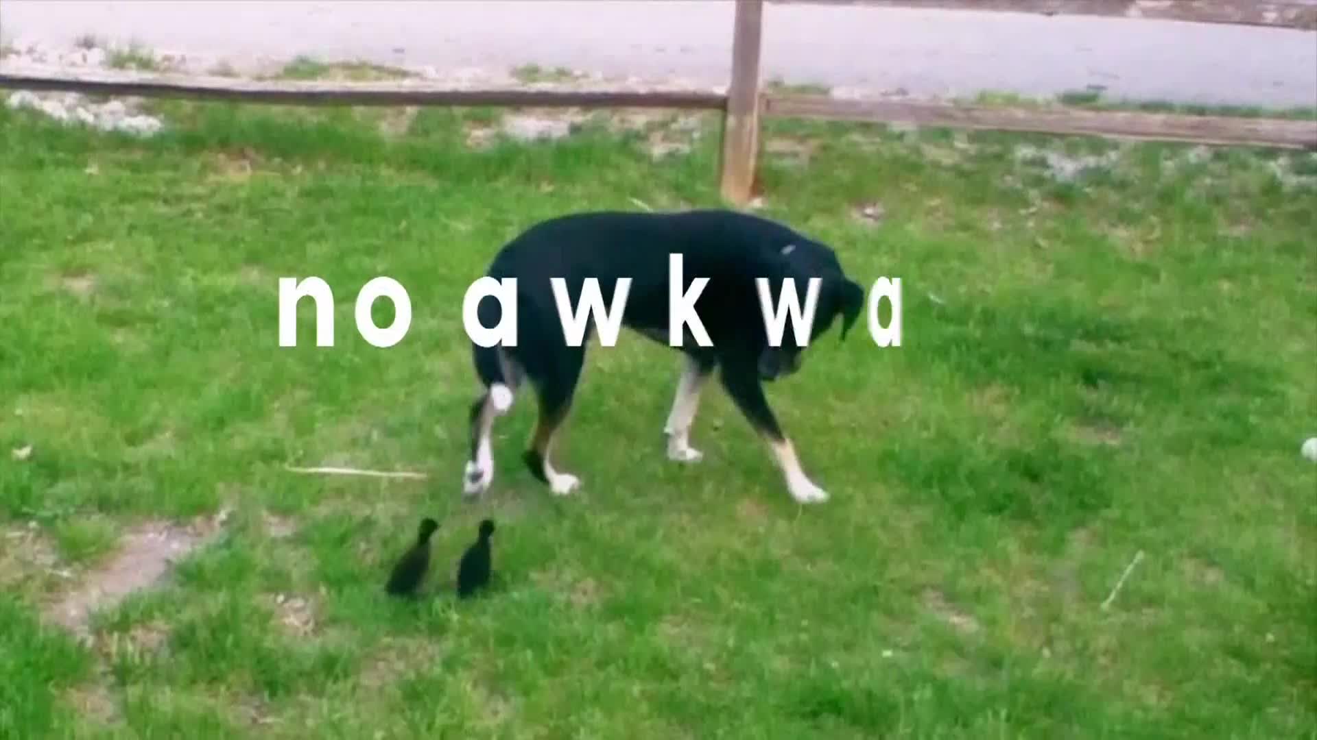 AnimalPlanet