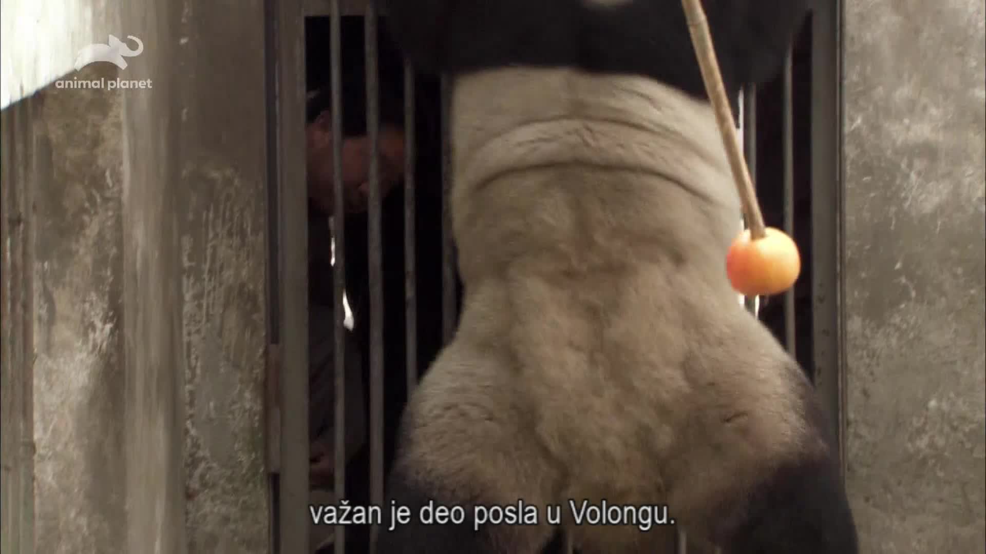 AnimalPlanet