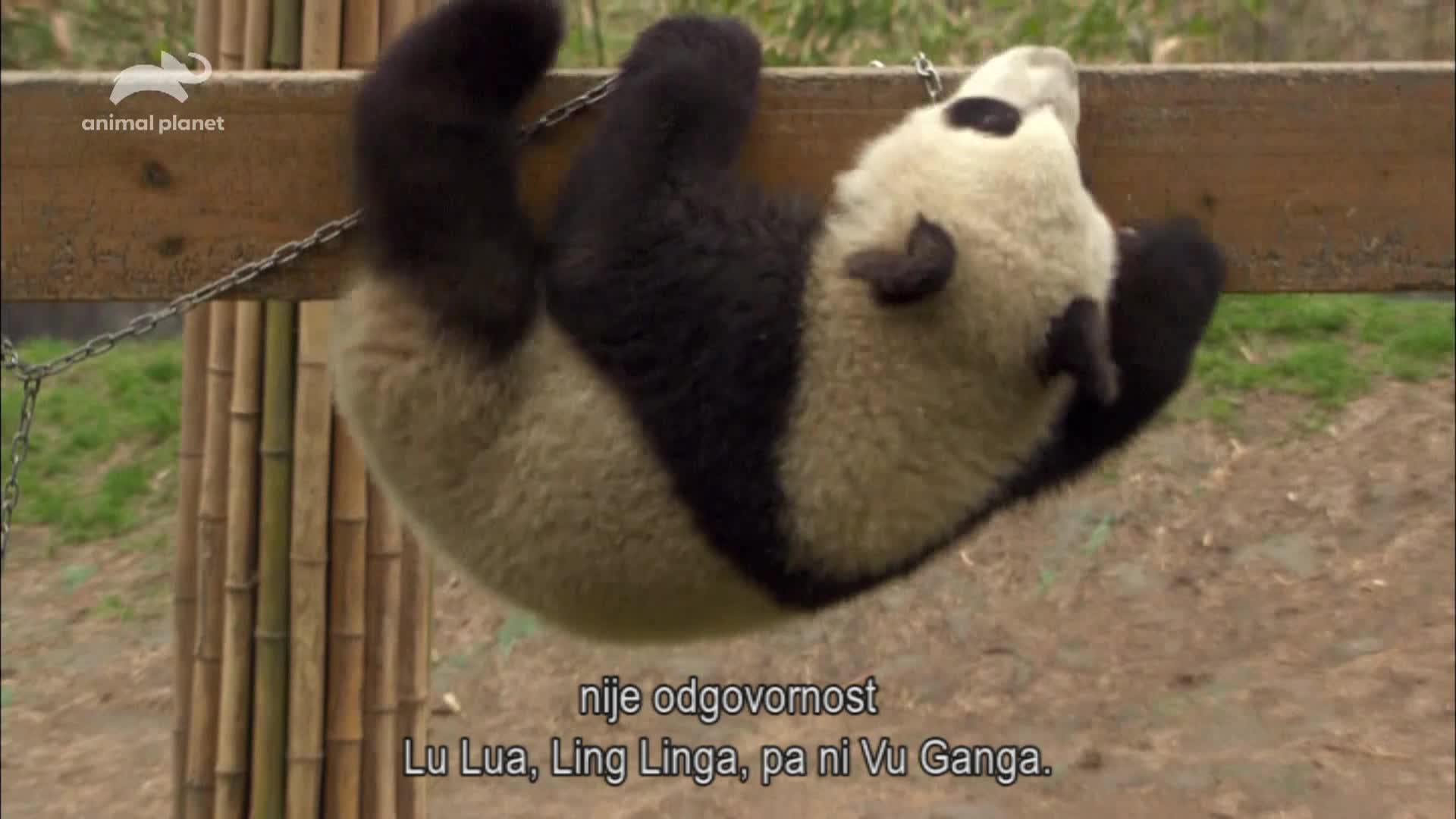 AnimalPlanet