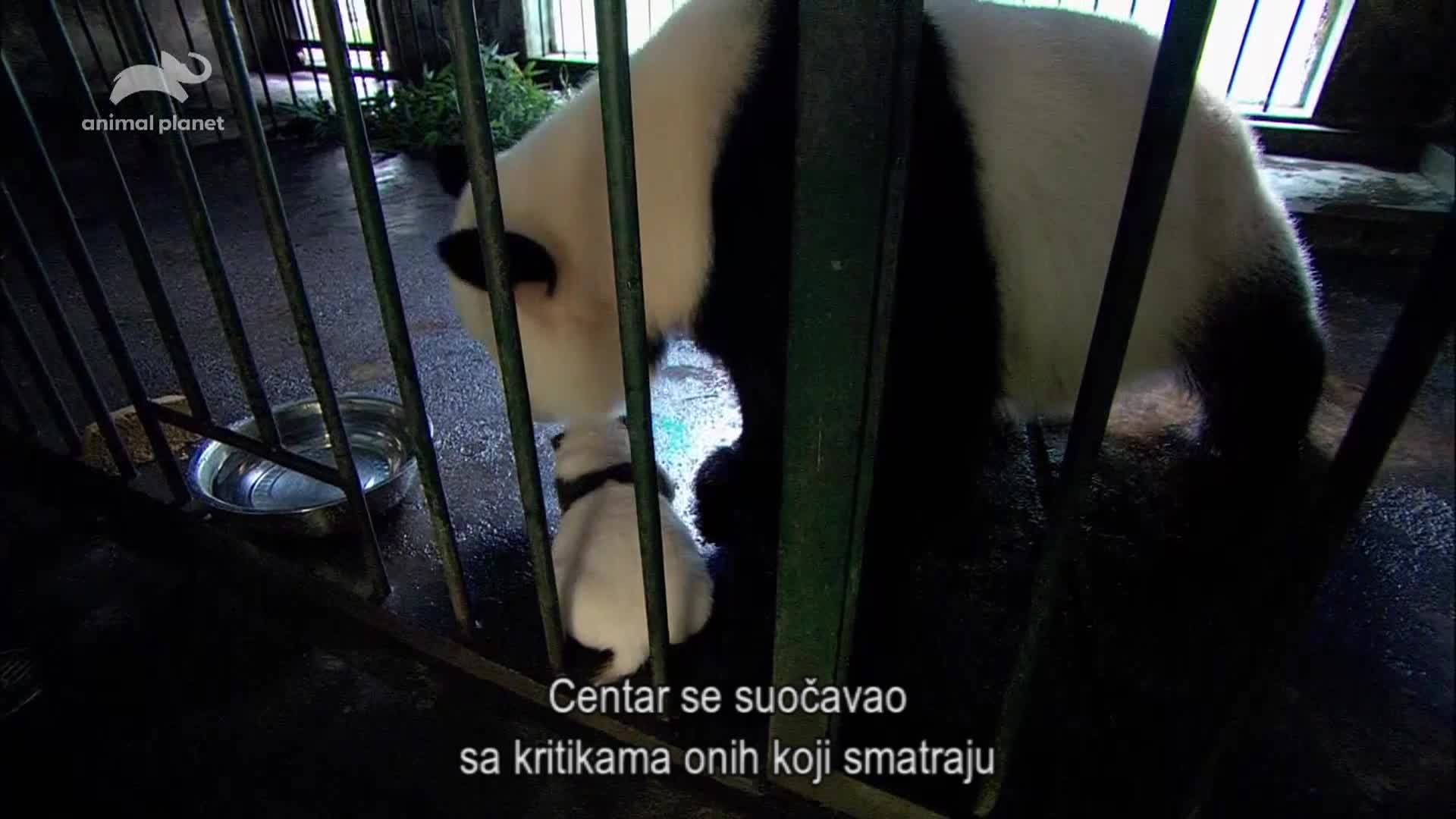 AnimalPlanet