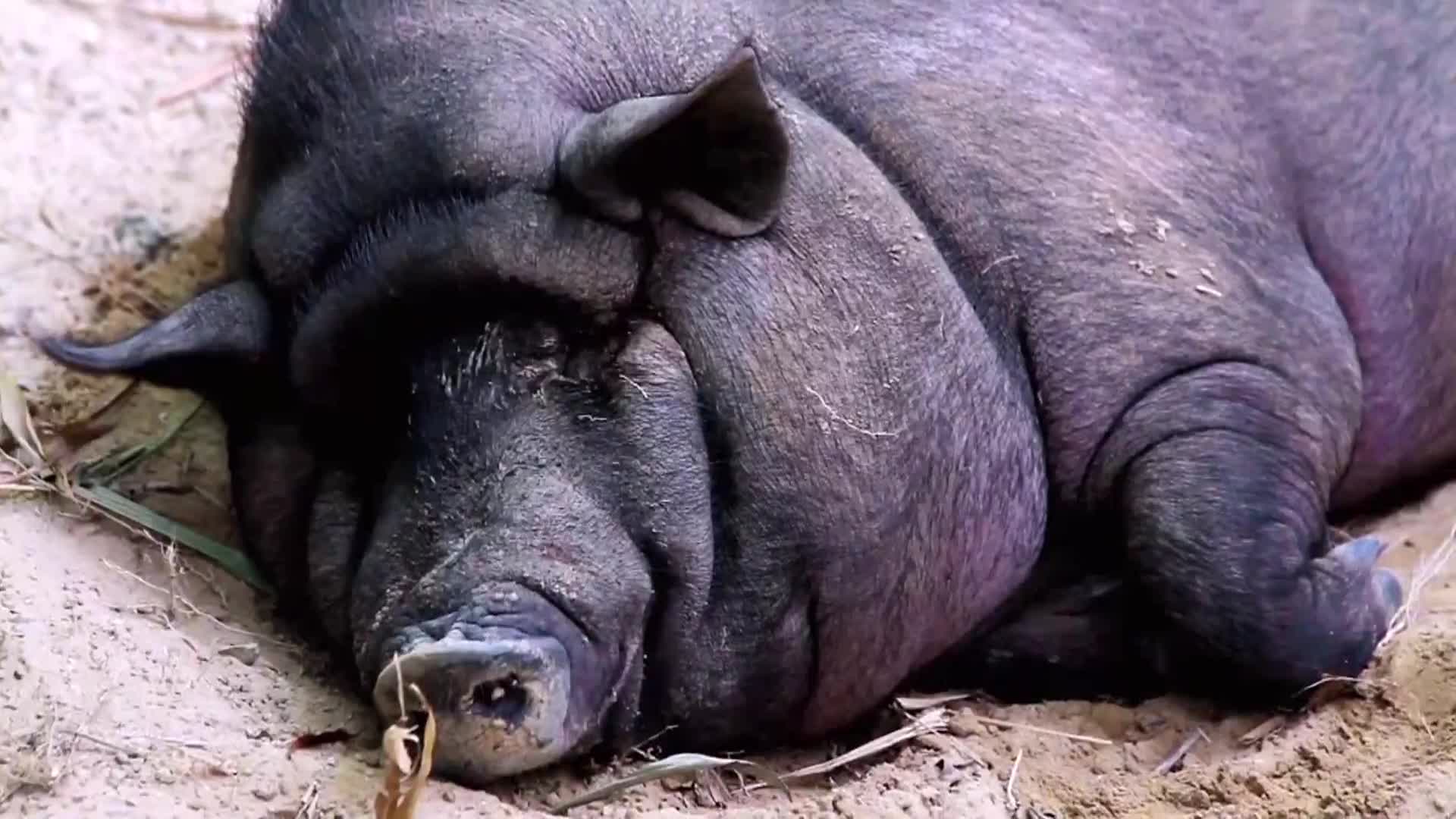 AnimalPlanet