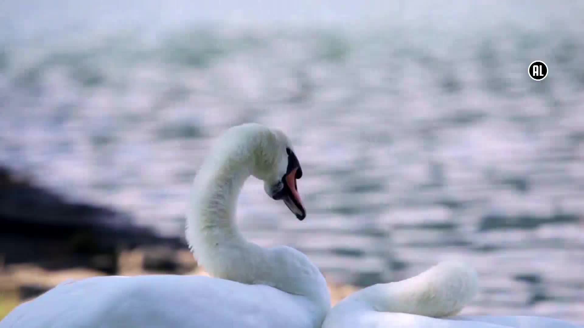 AnimalPlanet