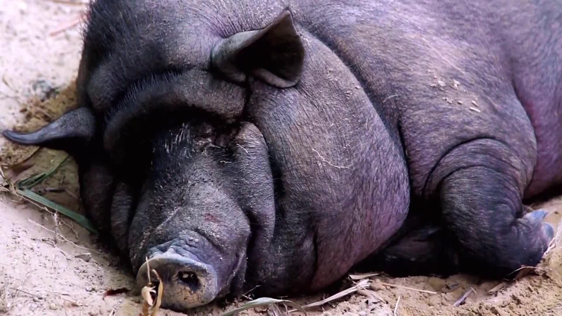 AnimalPlanet