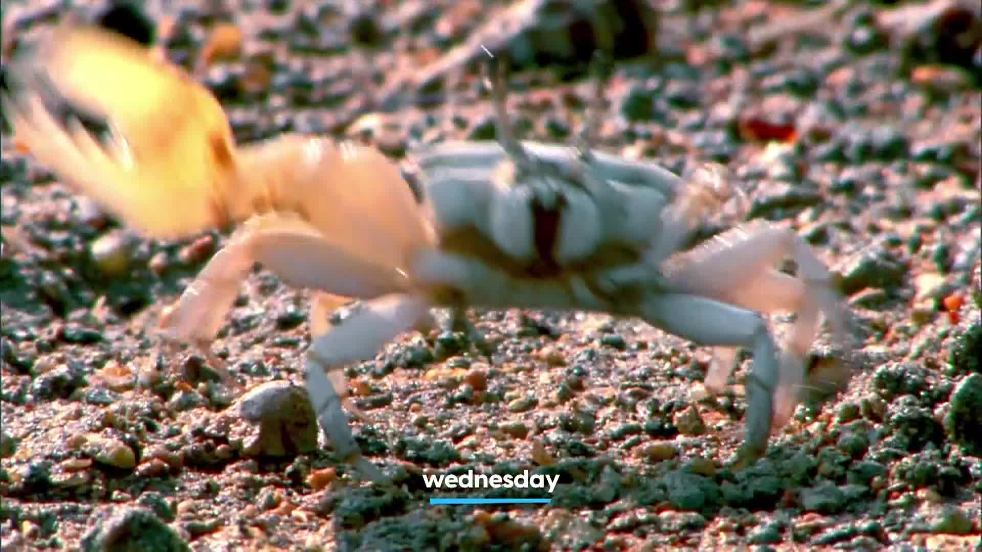AnimalPlanet